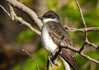 EKingbird-0019.jpg