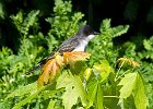 EKingbird-0020.jpg