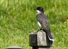 EKingbird-0021.jpg