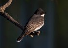 EKingbird-0022.jpg