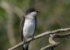 EKingbird-0023.jpg