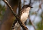 EKingbird-0024.jpg