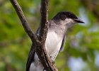 EKingbird-0028.jpg