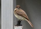 EPhoebe-0011.jpg