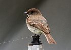 EPhoebe-0012.jpg