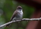 EPhoebe-0019.jpg