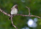 Flycatcher-0001.jpg