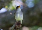 Flycatcher-0003.jpg