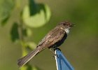 Flycatcher-025.jpg