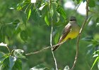 WKingbird-0001.jpg