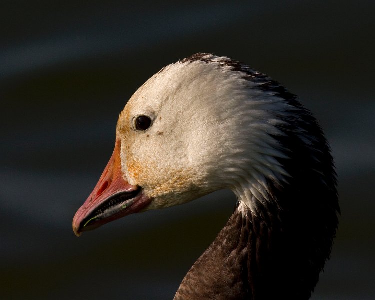 SnowGoose-0021