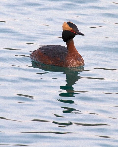 HornGrebe-0001