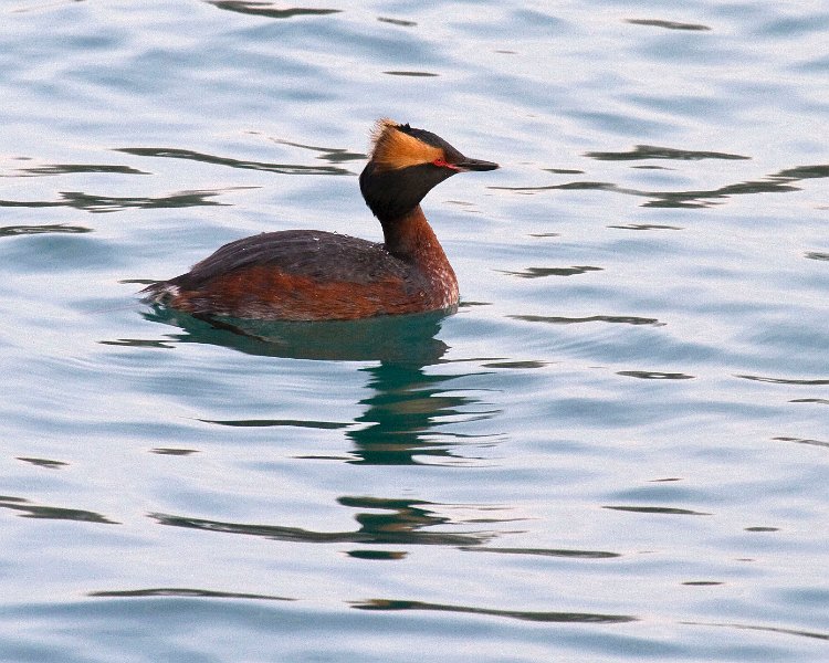 HornGrebe-0002