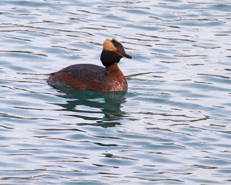 HornGrebe-0003