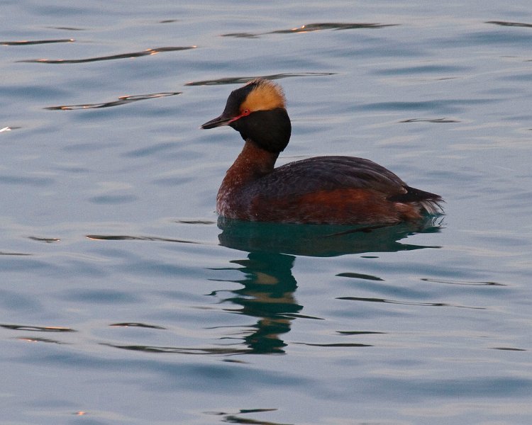 HornGrebe-0004