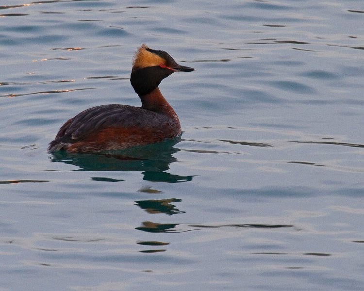 HornGrebe-0005