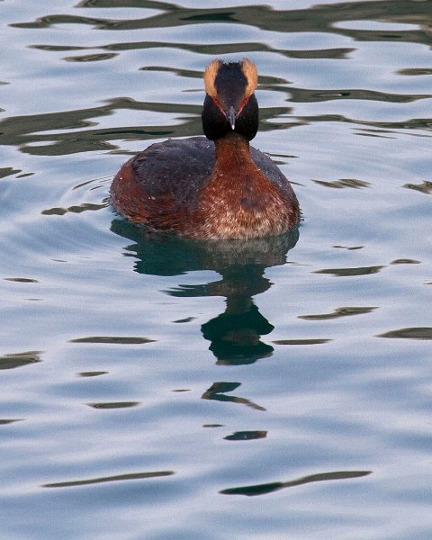 HornGrebe-0006