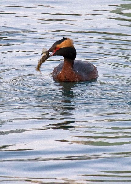 HornGrebe-0007