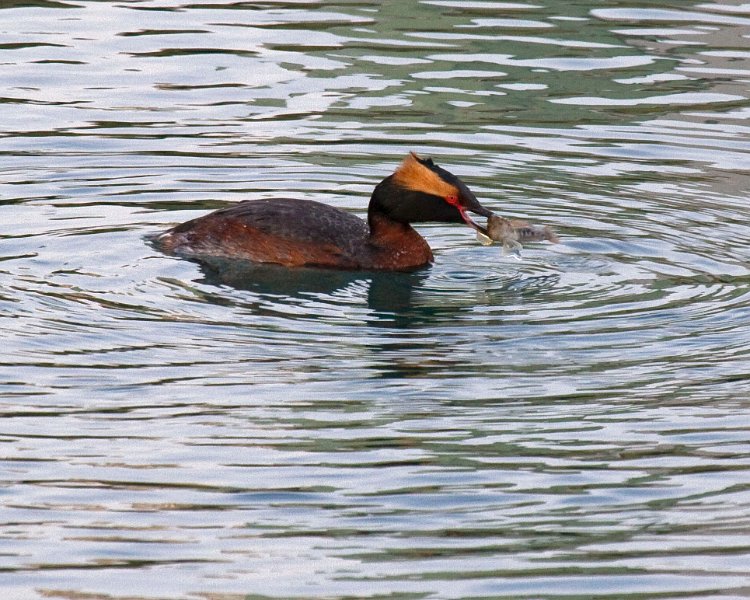 HornGrebe-0008