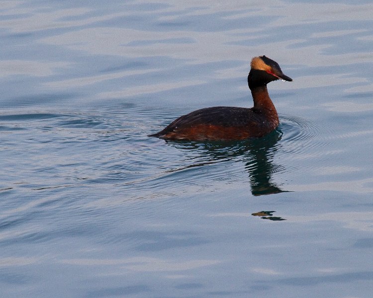 HornGrebe-0009