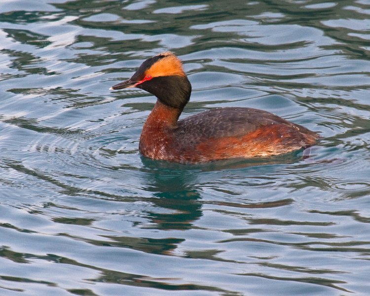 HornGrebe-0011