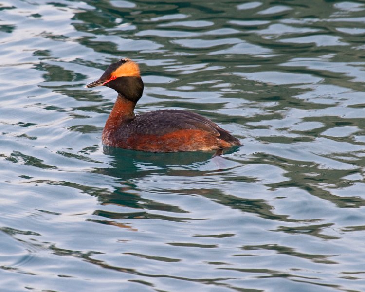 HornGrebe-0012