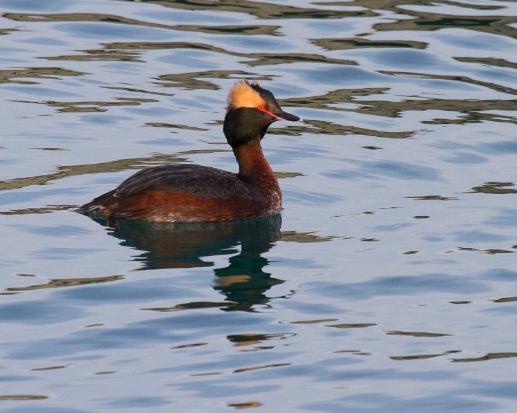 HornGrebe-0014