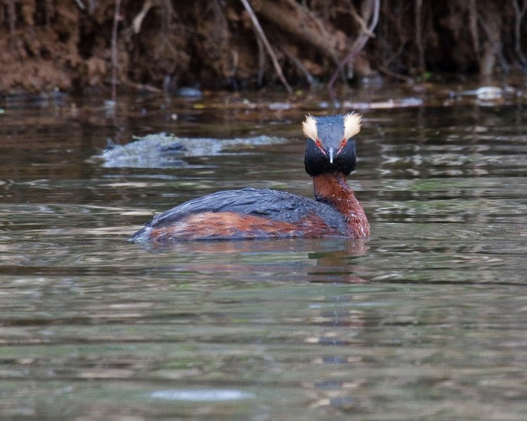 HornGrebe-0017