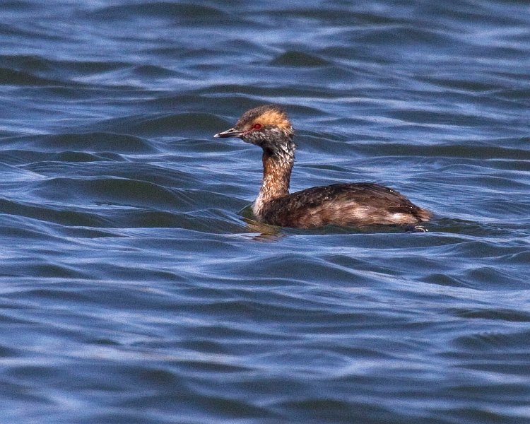 HornGrebe-0020