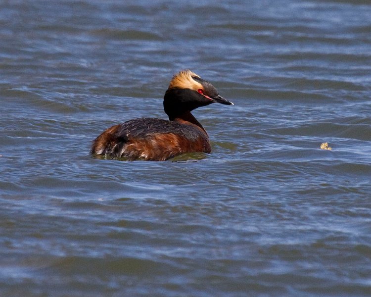 HornGrebe-0021