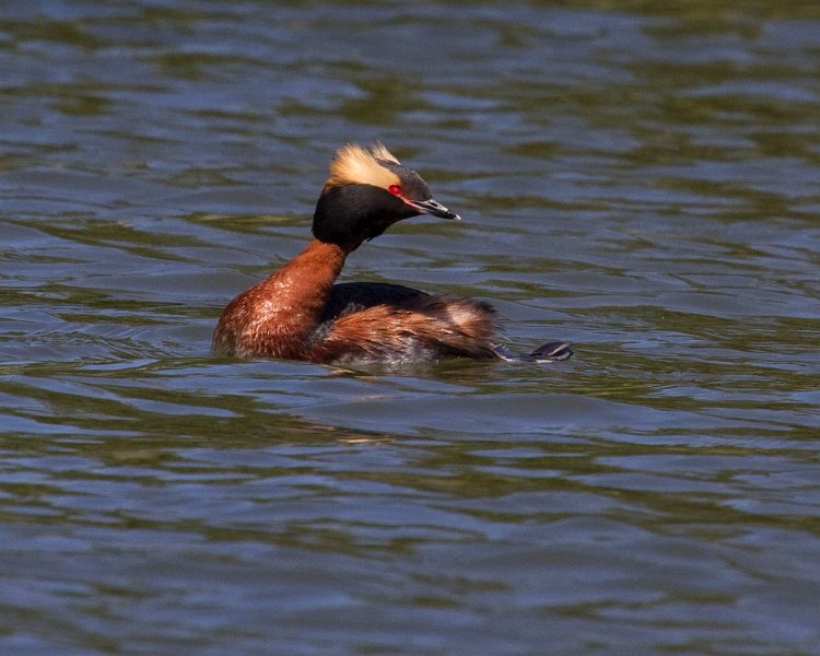 HornGrebe-0022