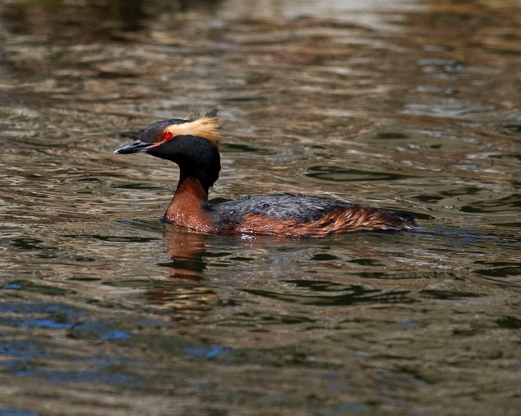 HornGrebe-0023