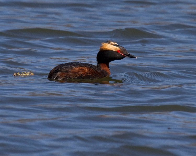 HornGrebe-0024