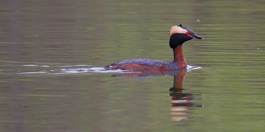 HornGrebe-0025