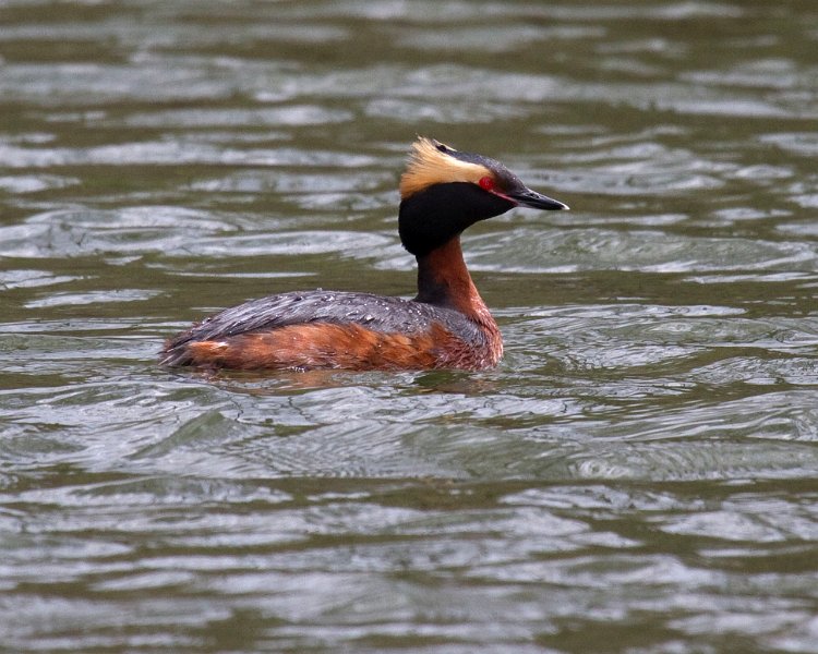 HornGrebe-0026