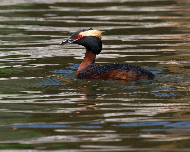 HornGrebe-0027