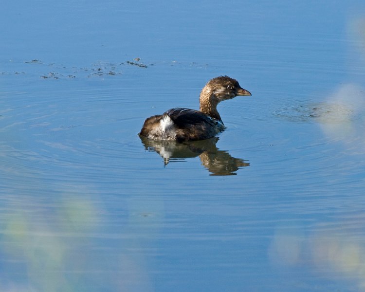 PiedGrebe-0002