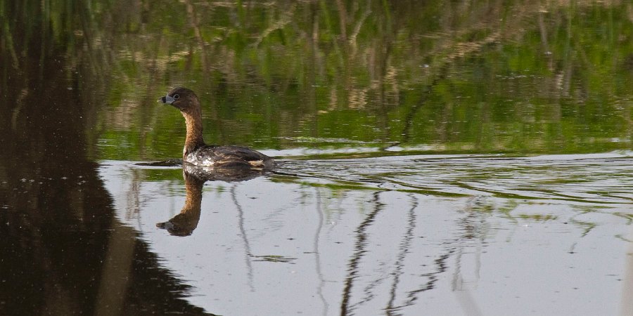 PiedGrebe-0005