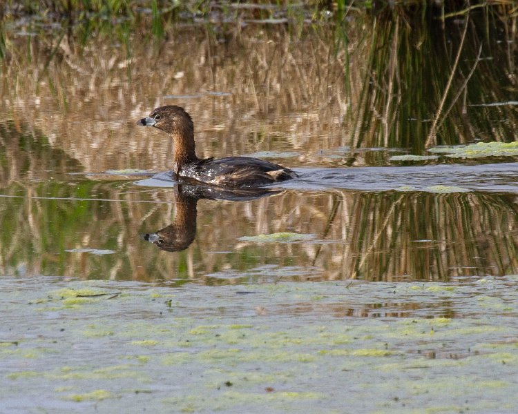 PiedGrebe-0006