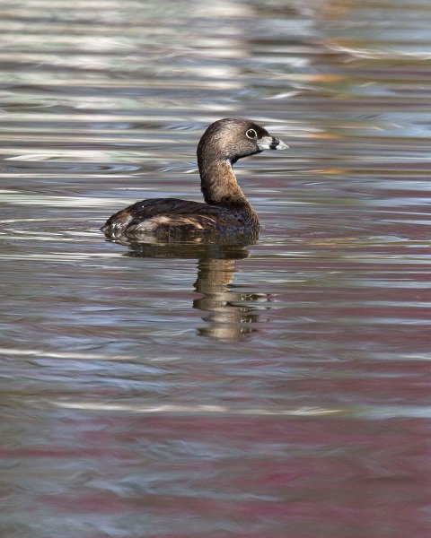 PiedGrebe-0007