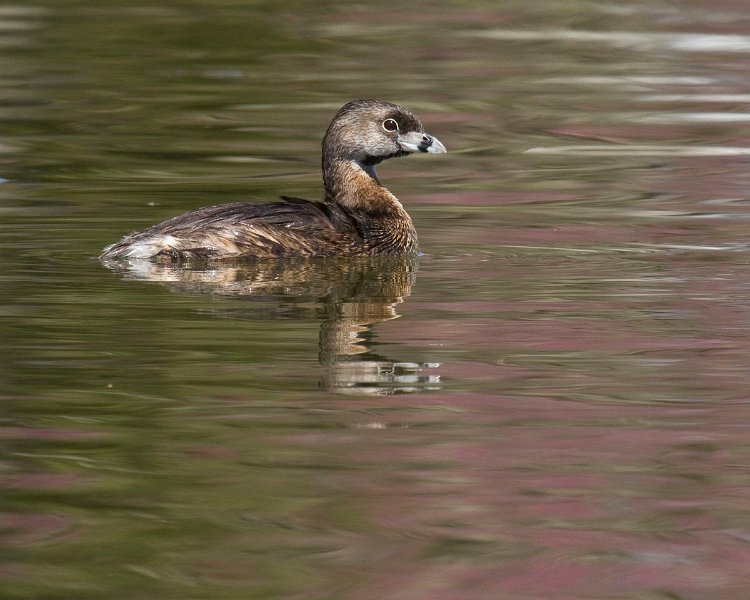 PiedGrebe-0008