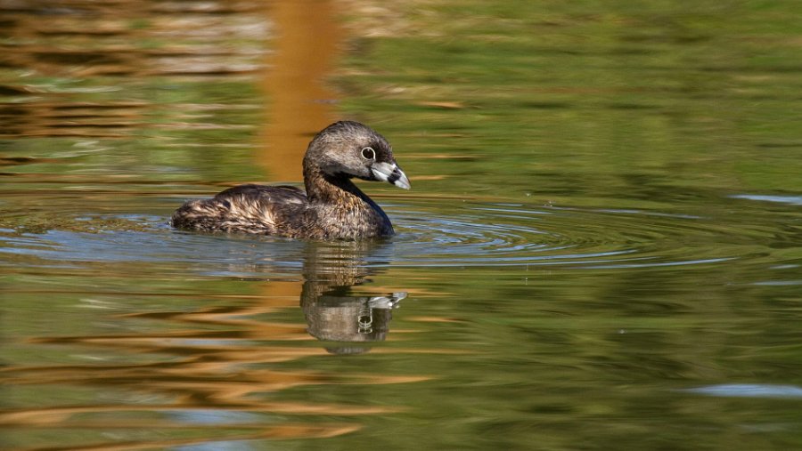 PiedGrebe-0009