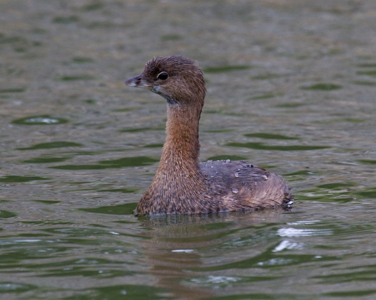 PiedGrebe-0011