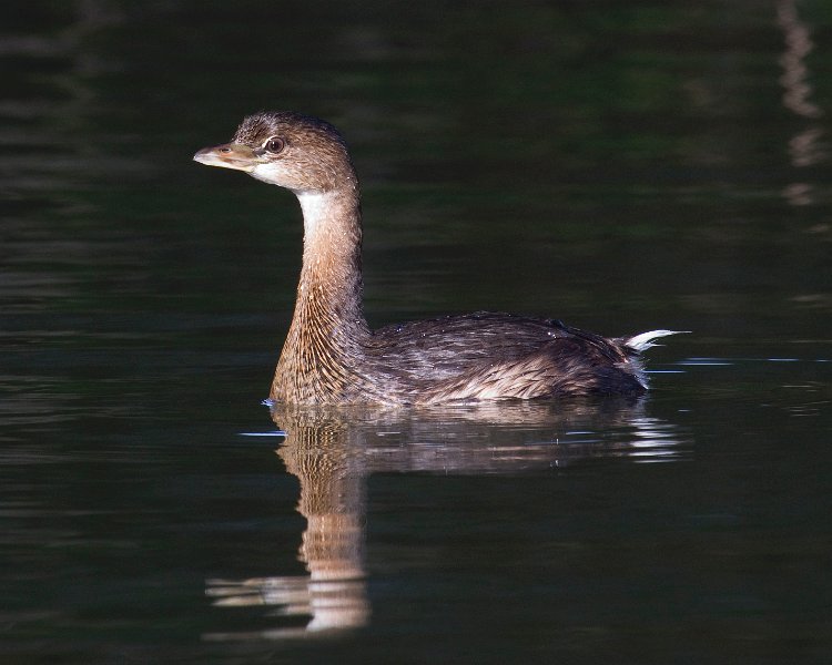 PiedGrebe-0013