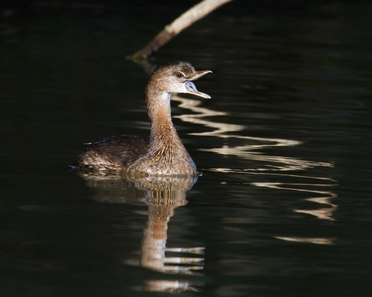 PiedGrebe-0014