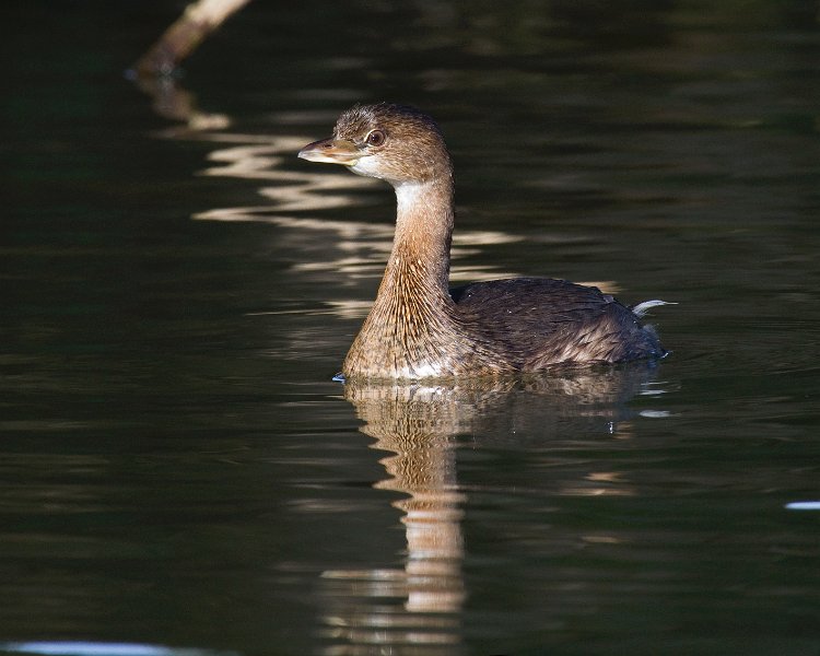 PiedGrebe-0015