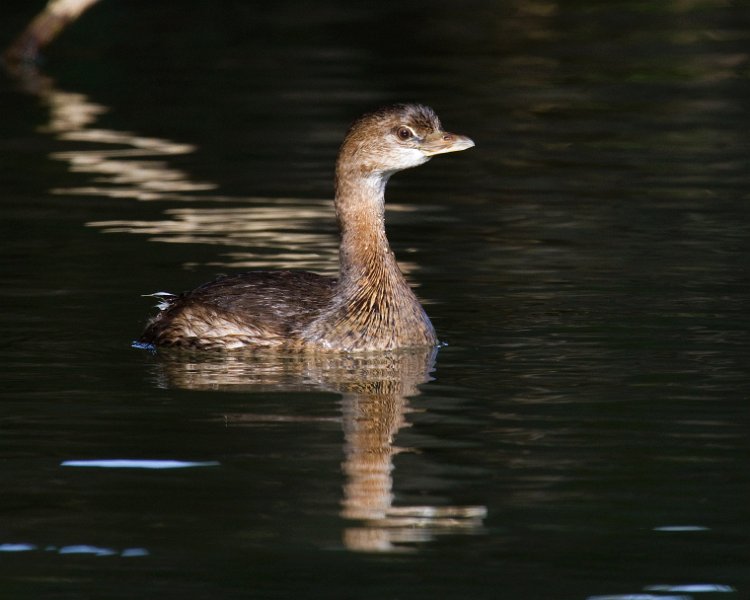 PiedGrebe-0016