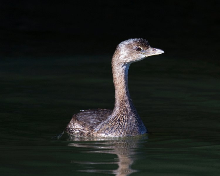 PiedGrebe-0017