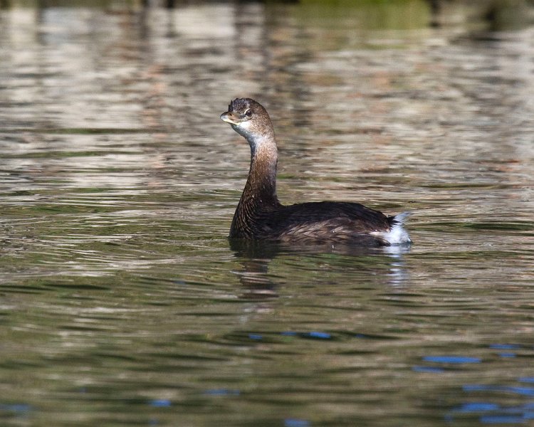 PiedGrebe-0018