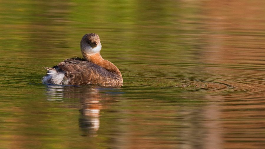 PiedGrebe-0020